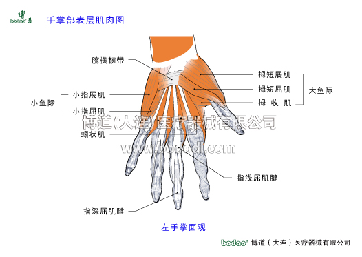 手关节常见伤病与健康防护