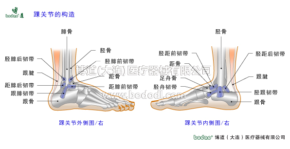 踝关节的构造与常见伤病