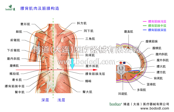 腰背部肌肉及腰背部深浅筋膜的构造腰椎由5块腰椎骨和5个腰椎间盘组成，依靠前纵韧带后纵韧带黄韧带棘间韧带棘上韧带腰椎小关节囊等韧带组织和腰背部腰骶部的背阔肌竖脊肌多裂肌回旋肌腰方肌腰大肌以及腹前壁两侧的腹直肌腹斜肌髂腰肌等众多肌肉筋膜和肌腱组织共同支撑着人体的上半部。腰椎是脊柱的重要承重节段，是活动性腰椎转变为固定性骶椎、前凸腰椎转变为后凸骶椎的过渡区中心，因此腰椎部是相关软组织急慢性损伤的易发部位。
