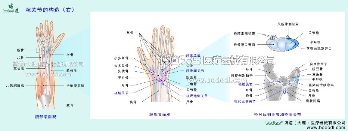 STRUCTURE OF WRIST JOINT