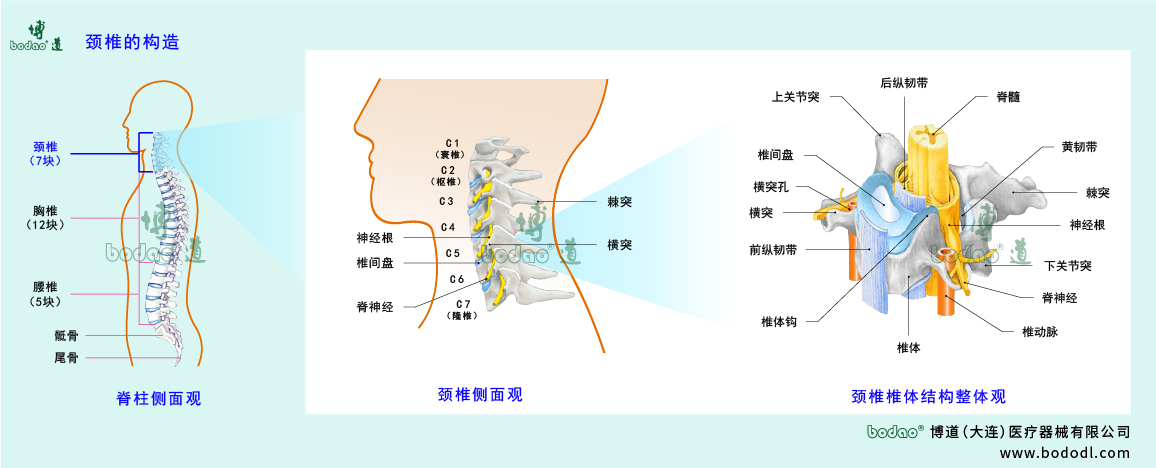 颈椎的构造