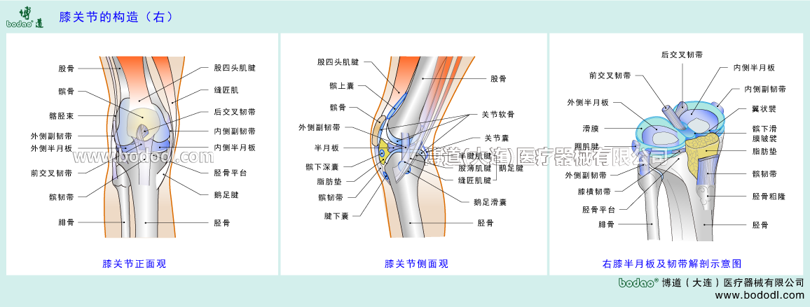 STRUCTURE OF KNEE JOINT 