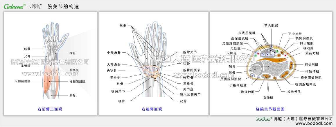 手関節 の構造