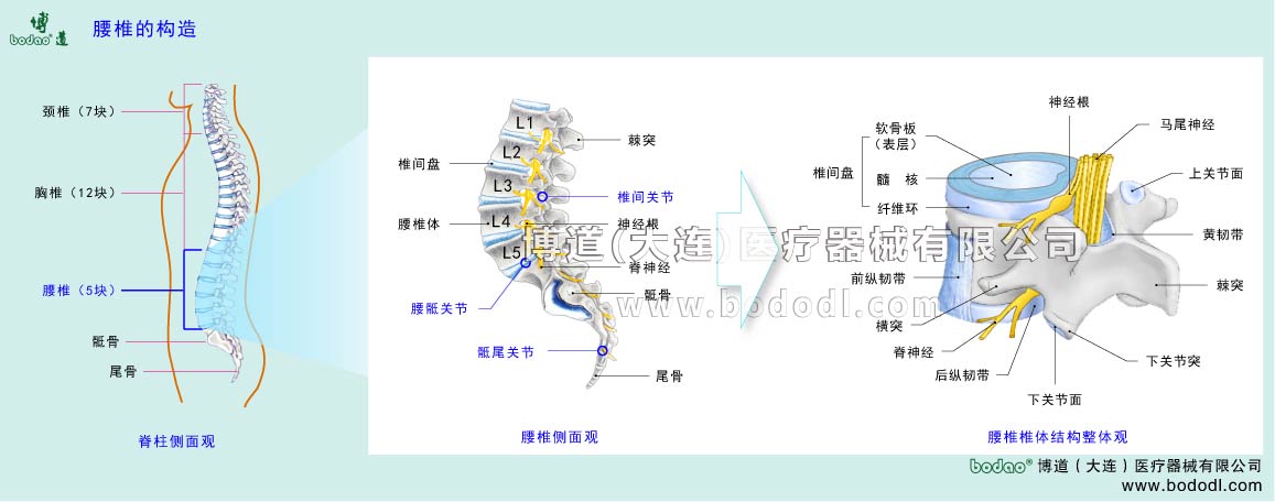 STRUCTURE OF LUMBAR SPINE 