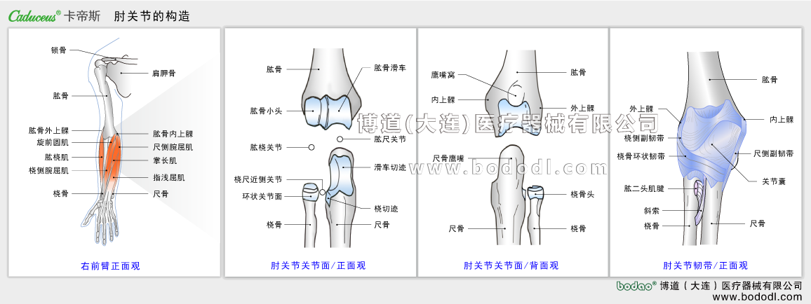 STRUCTURE OF ELBOW JOINT