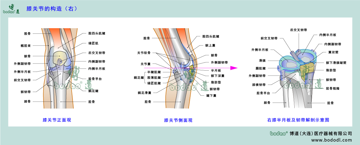 膝关节的构造