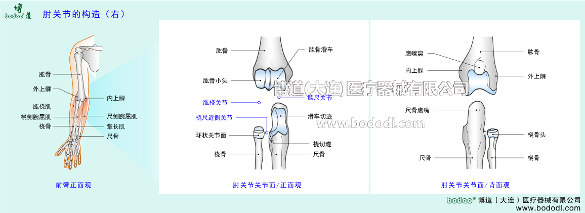 STRUCTURE OF ELBOW JOINT