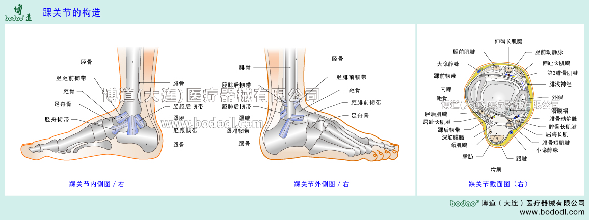 STRUCTURE OF ANKLE  JOINT 