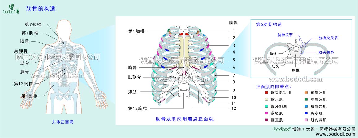 胸郭・肋骨の構造