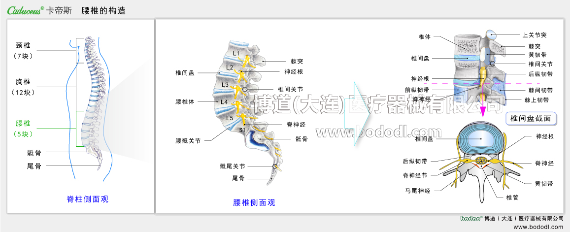 STRUCTURE OF LUMBAR SPINE 